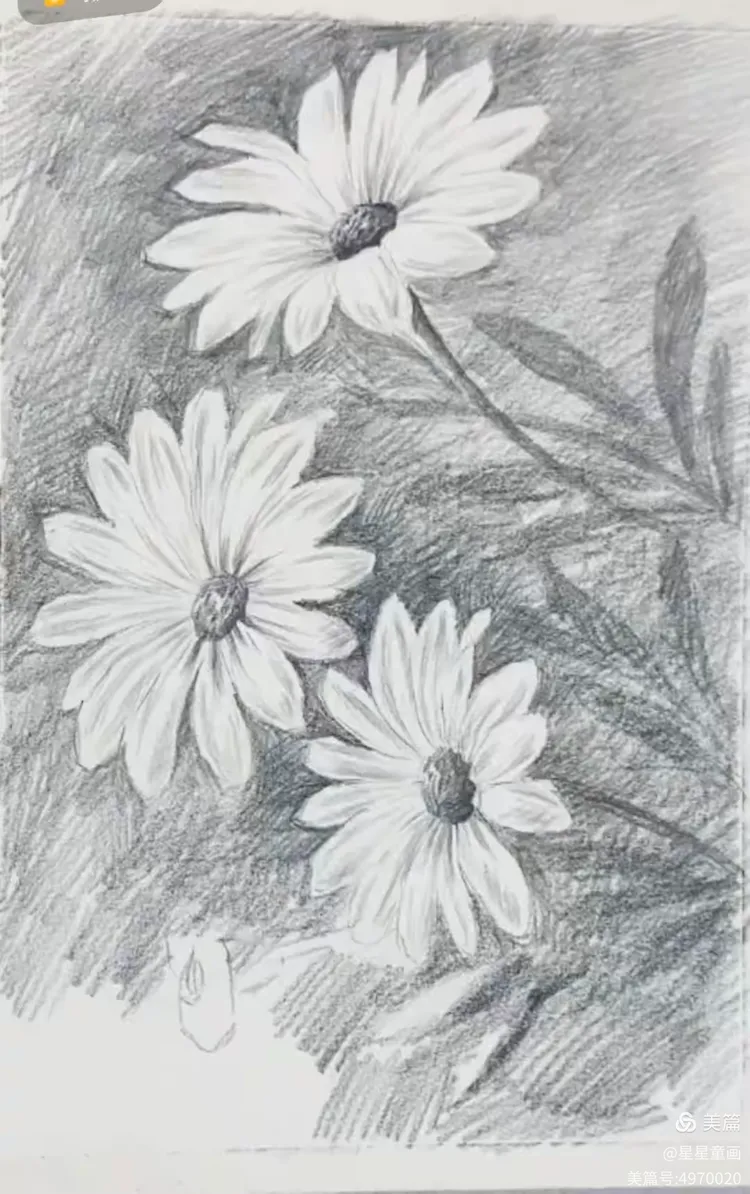 素描花卉(四)《野菊花》